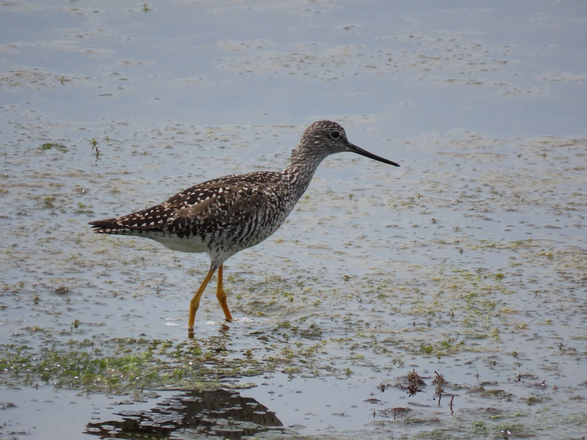 Greater Yellowlegs - ML619256047