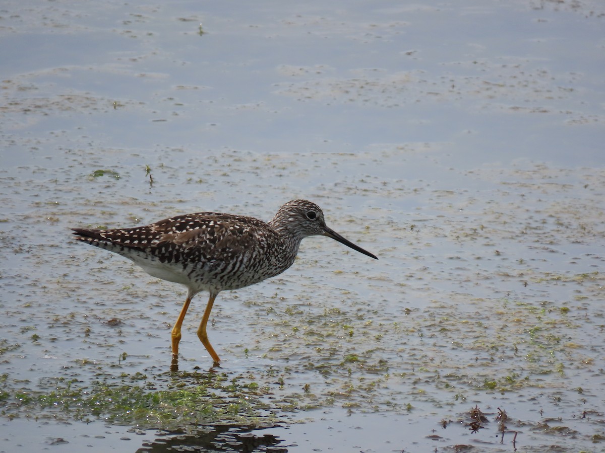 Greater Yellowlegs - ML619256048