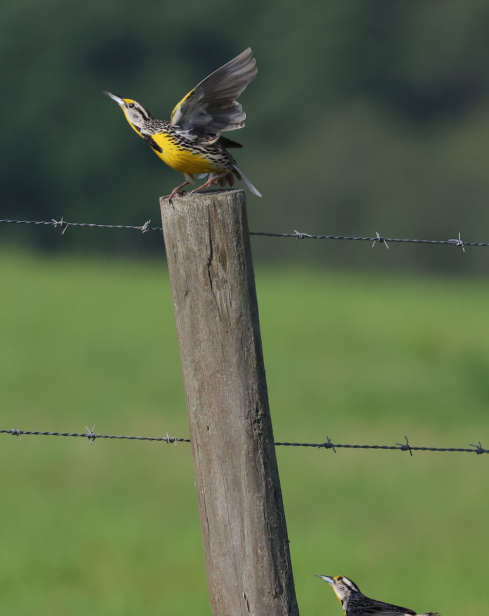 Eastern Meadowlark - Anthony Marella