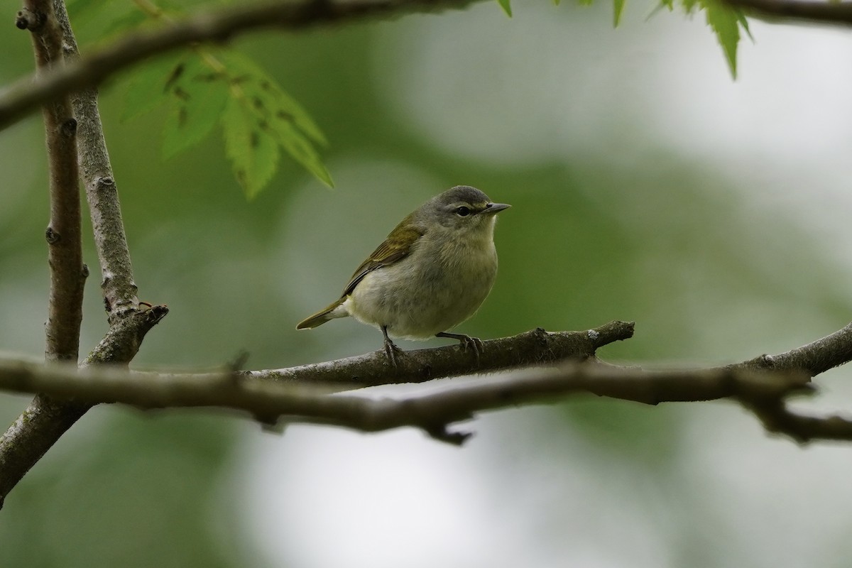 Tennessee Warbler - Greg Hertler