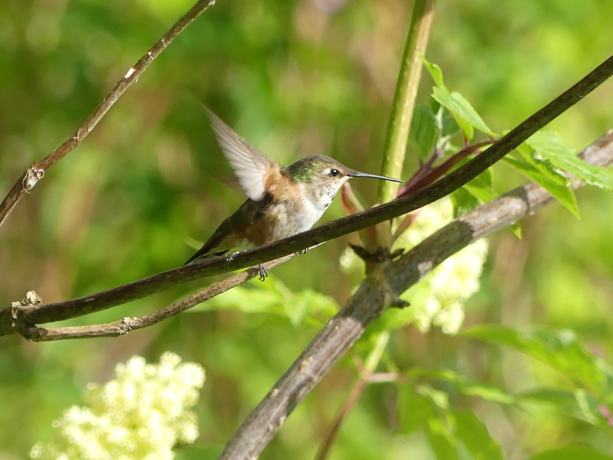 Rufous Hummingbird - Gus van Vliet