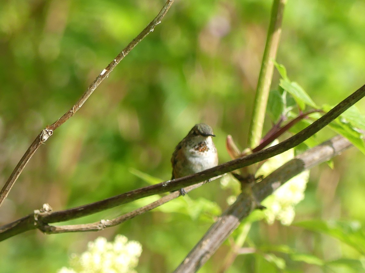 Rufous Hummingbird - Gus van Vliet