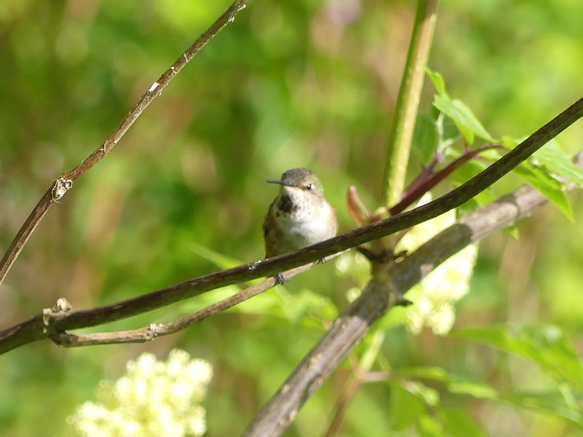 Rufous Hummingbird - Gus van Vliet