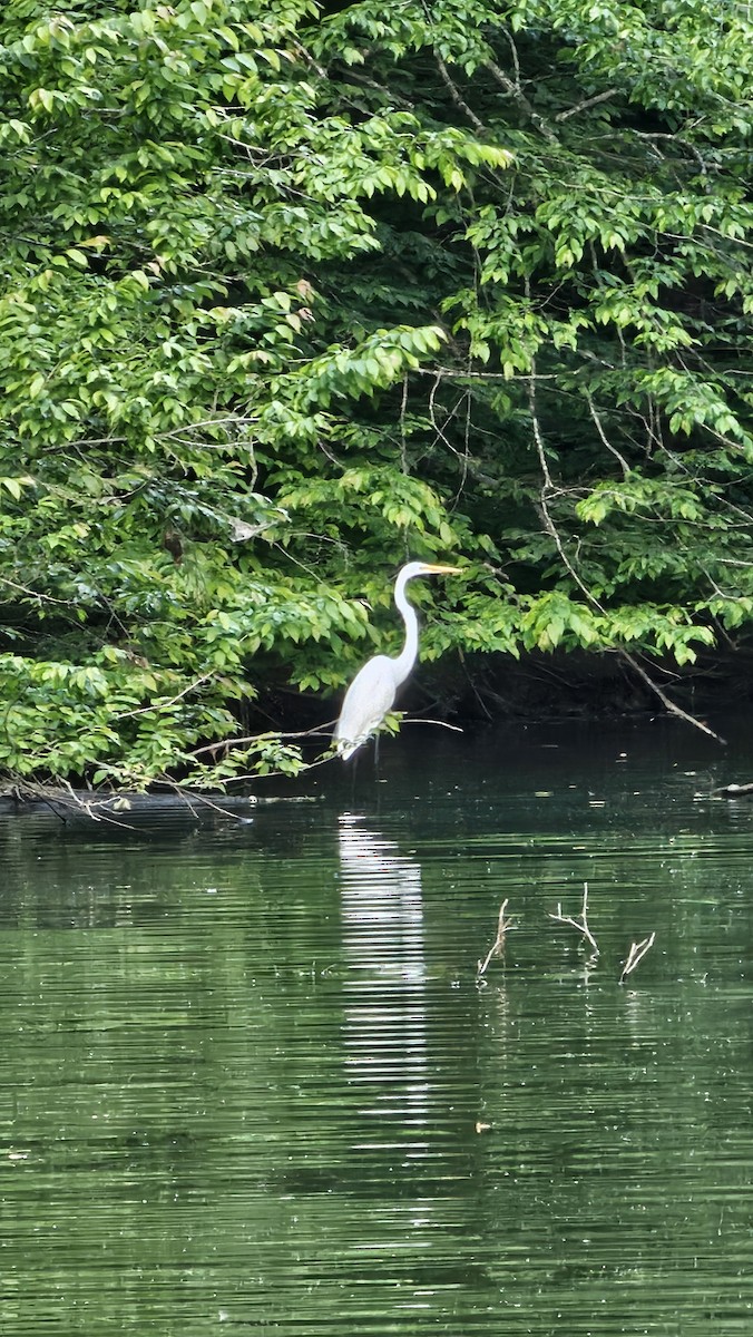 Great Egret - ML619256079