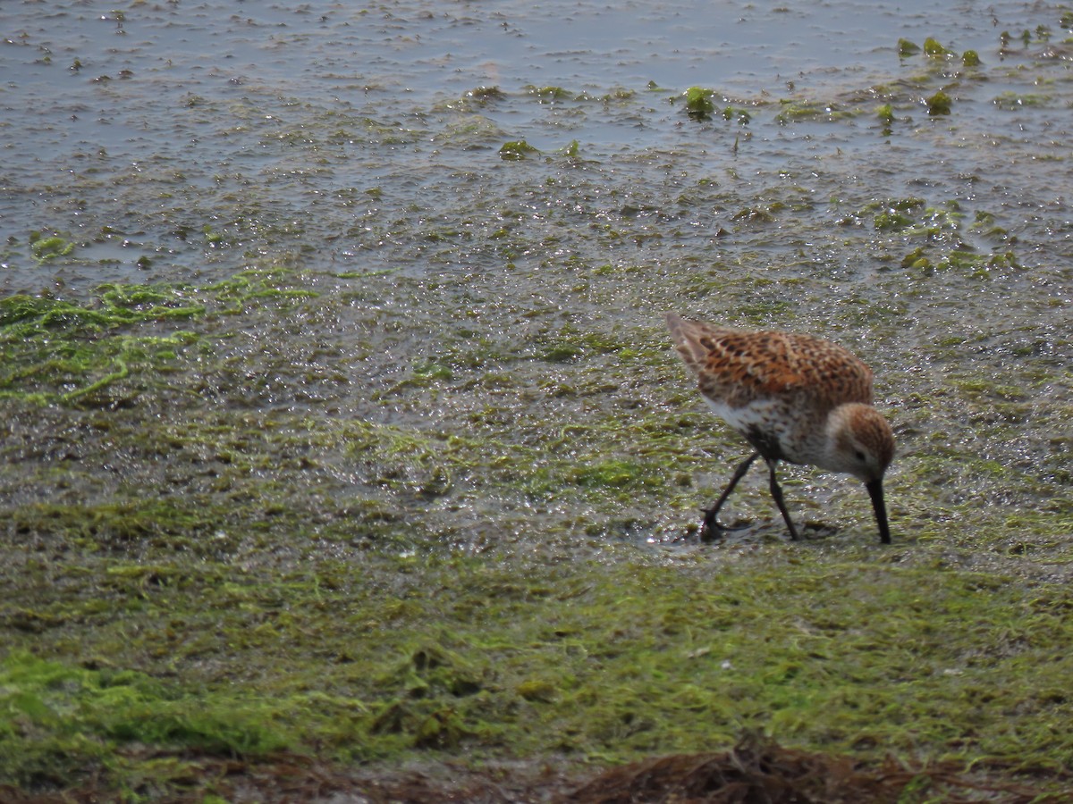 Dunlin - John Gaglione