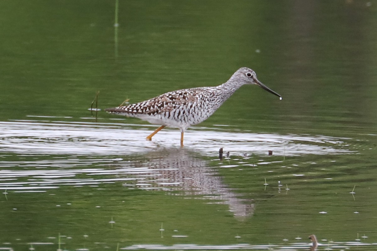 Greater Yellowlegs - Debra Rittelmann