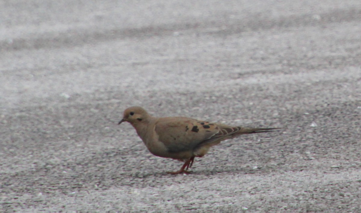 Mourning Dove - ML619256098