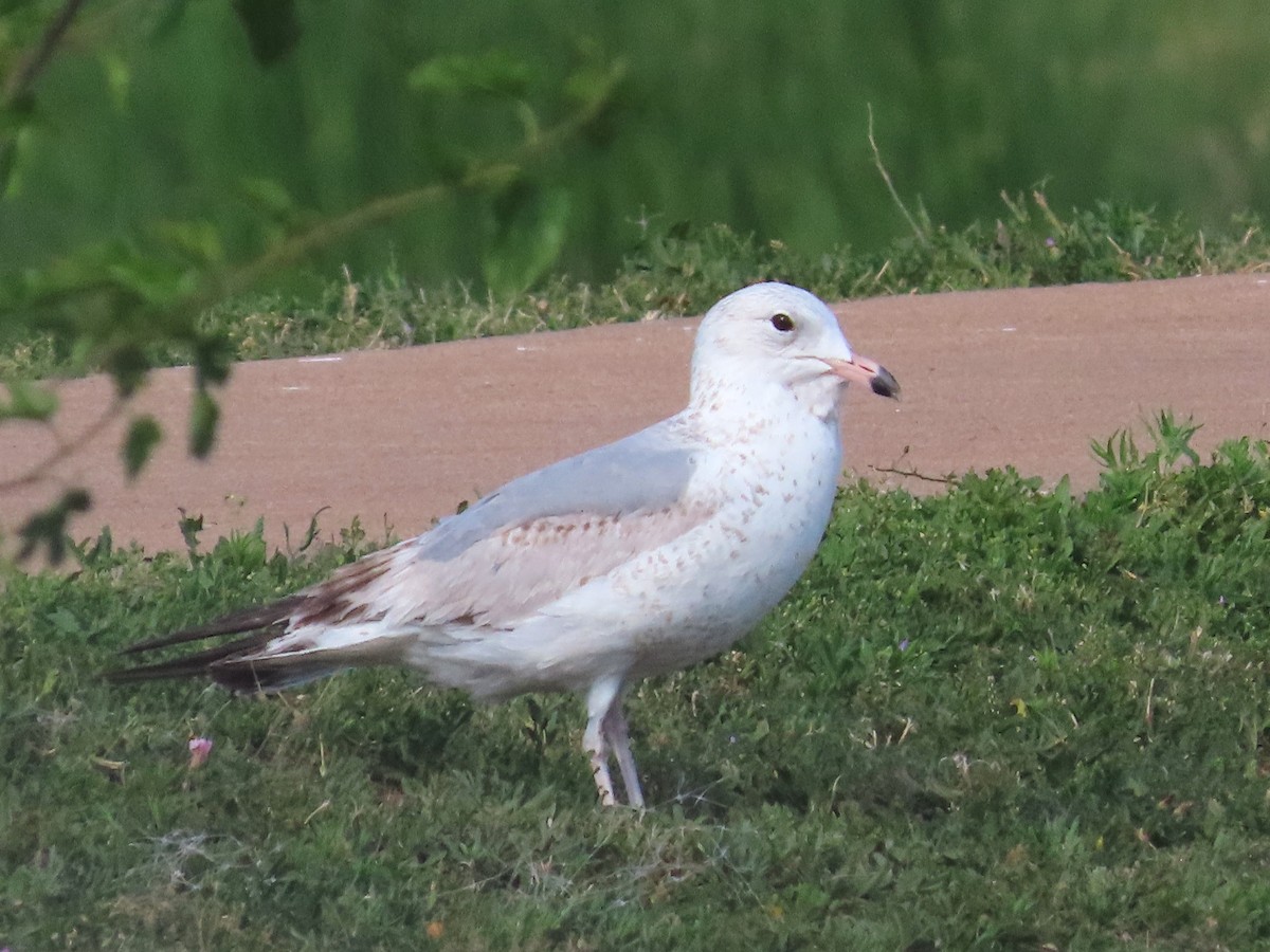 Ring-billed Gull - ML619256099