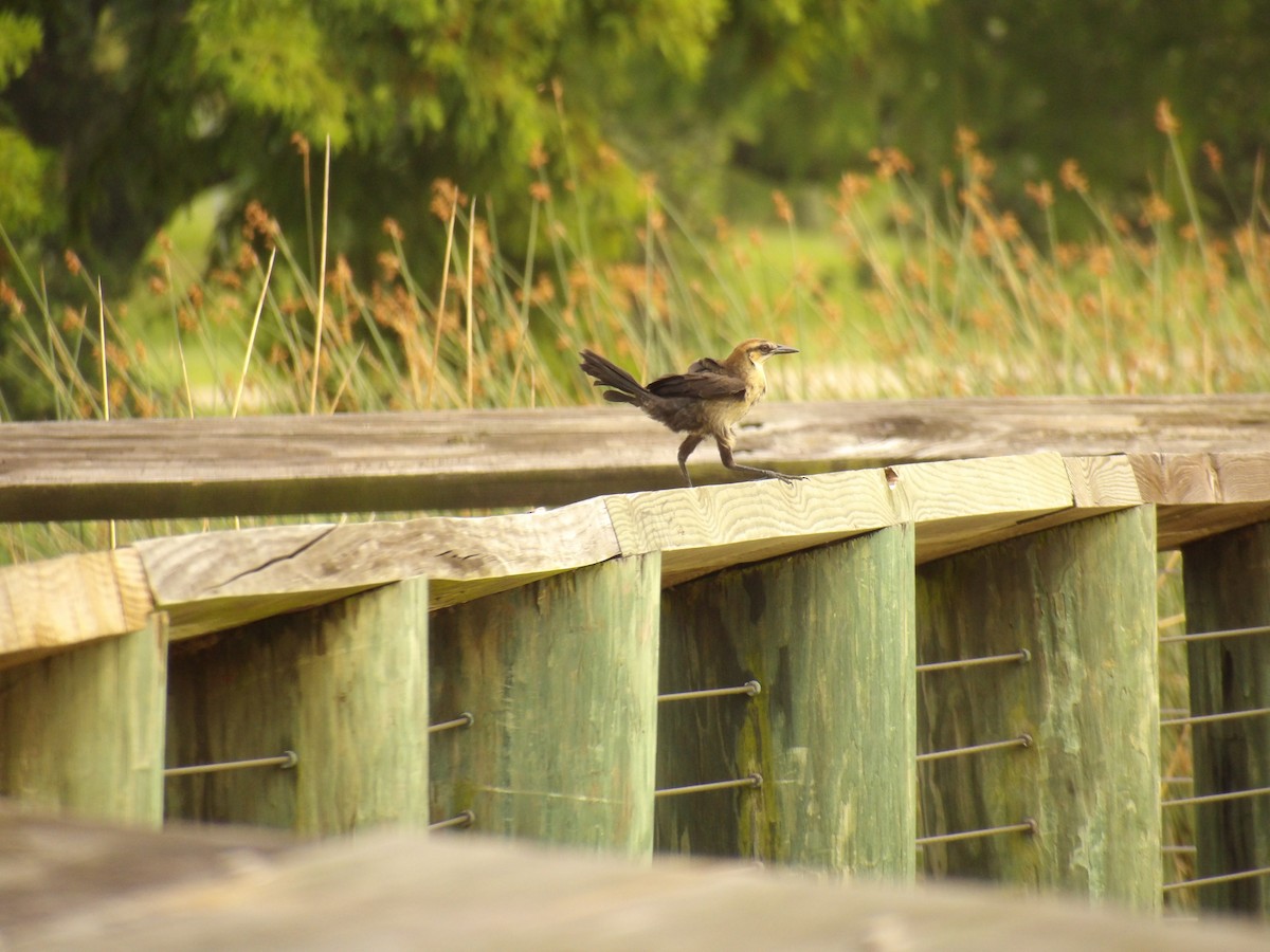 Boat-tailed Grackle - Jerhemy Lonzo