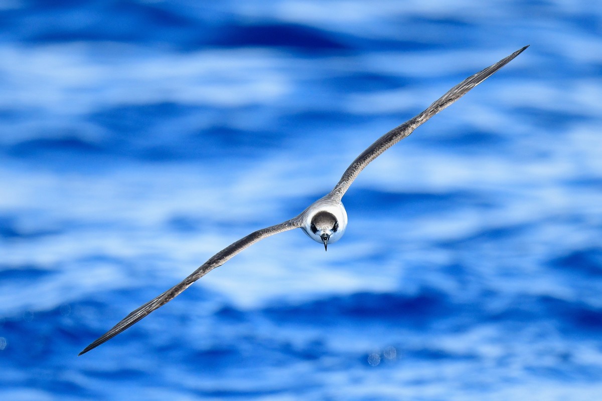 Black-capped Petrel - Kate Sutherland