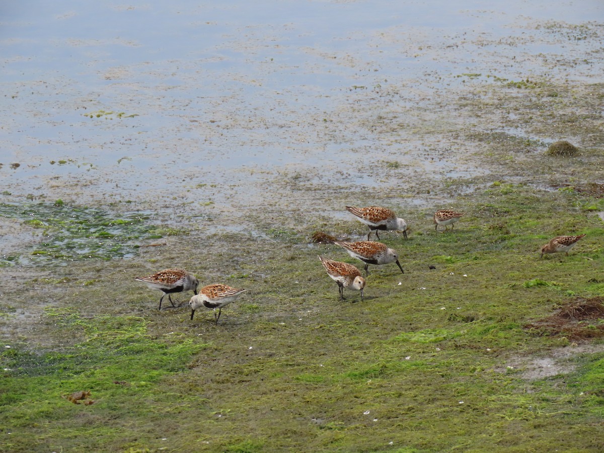 Dunlin - John Gaglione