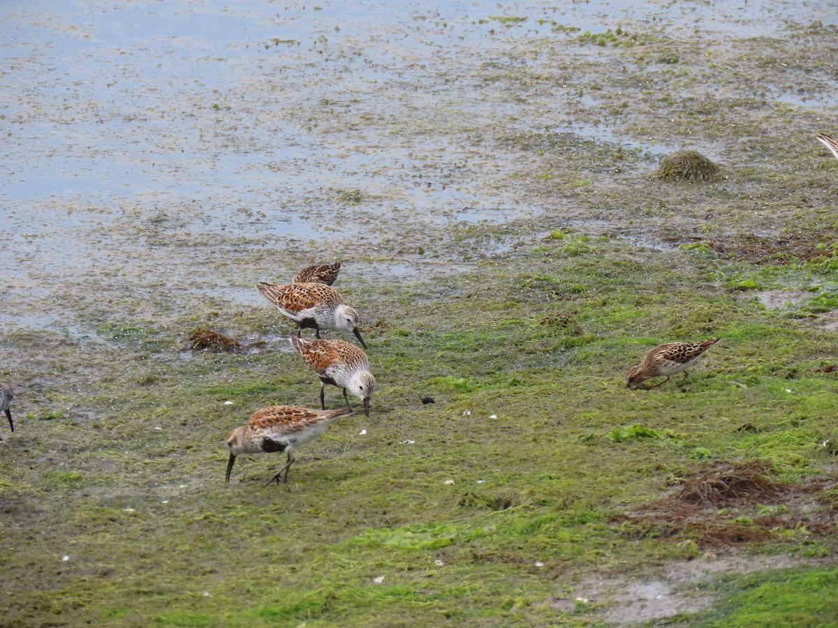 Dunlin - John Gaglione