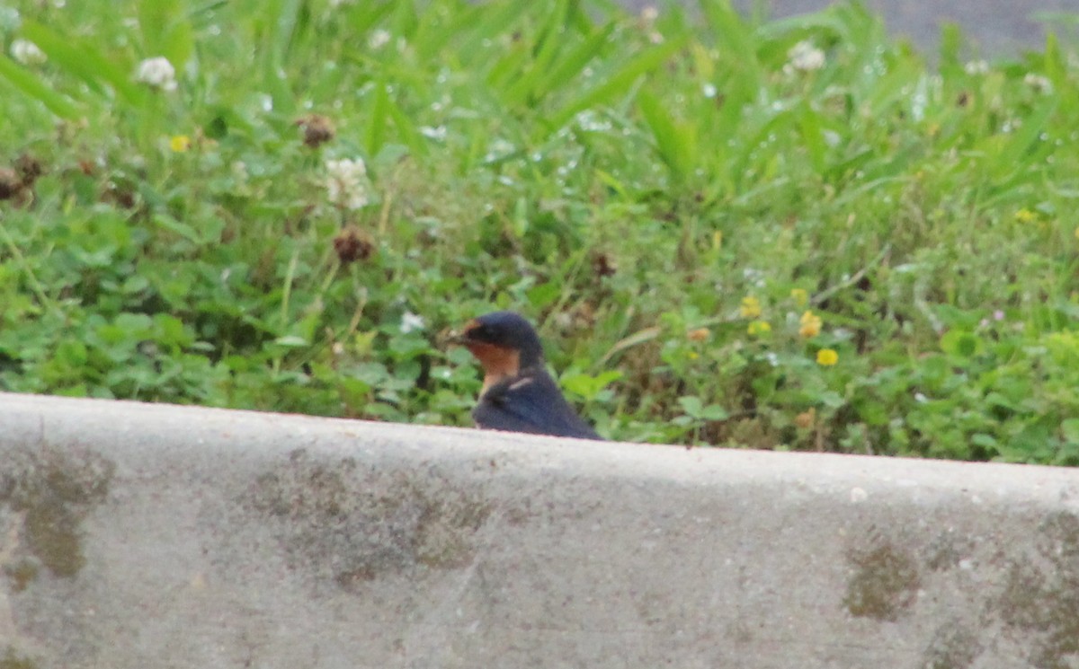 Barn Swallow - Carole Swann