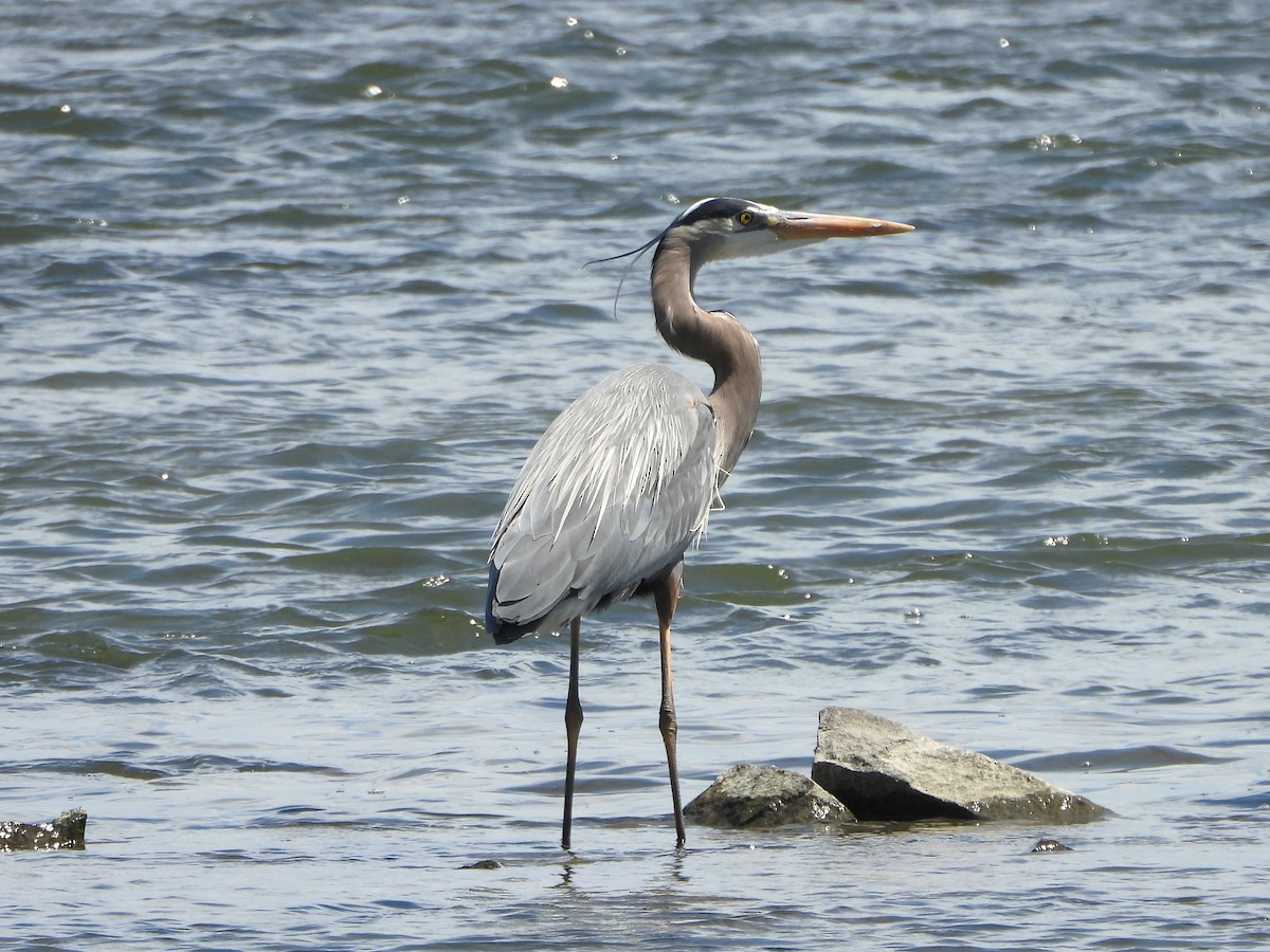 Great Blue Heron - christine carrier