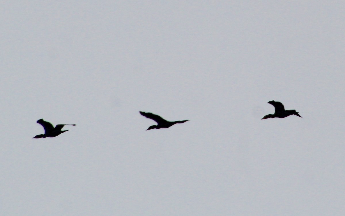 Double-crested Cormorant - ML619256152