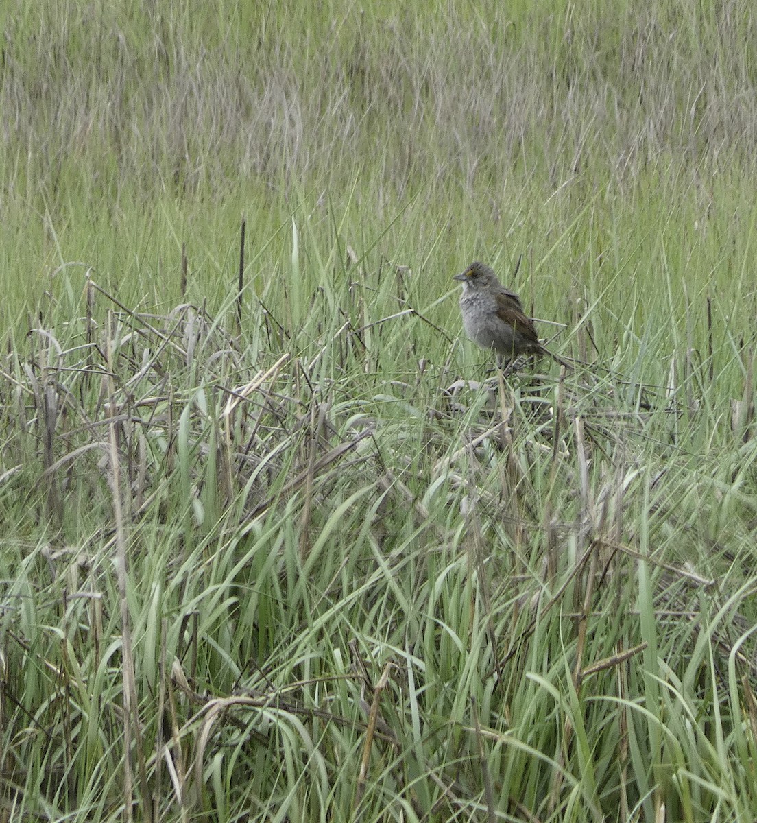 Seaside Sparrow - Derek Dunnett