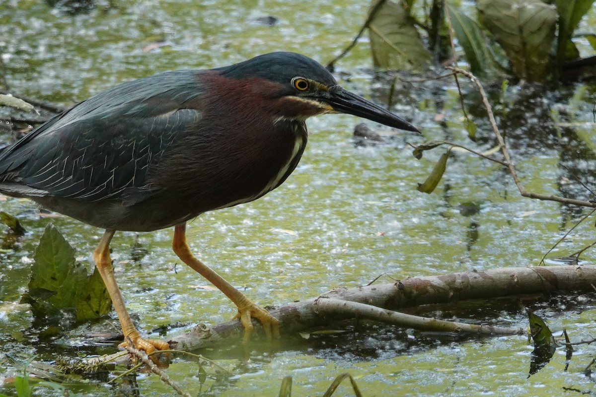 Green Heron - ML619256174