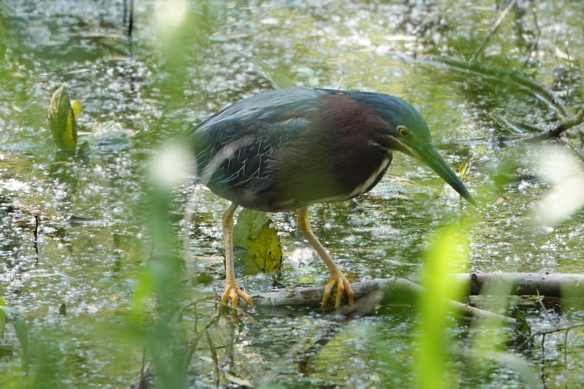 Green Heron - ML619256175