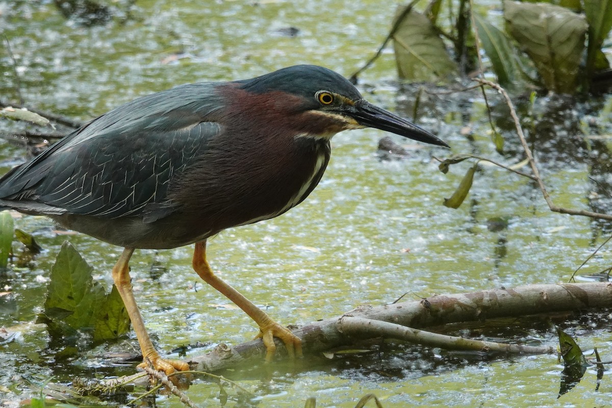 Green Heron - ML619256176