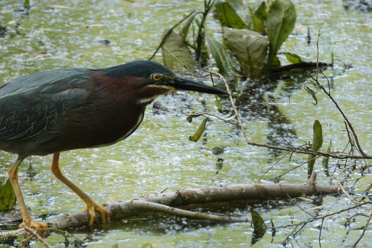 Green Heron - ML619256177