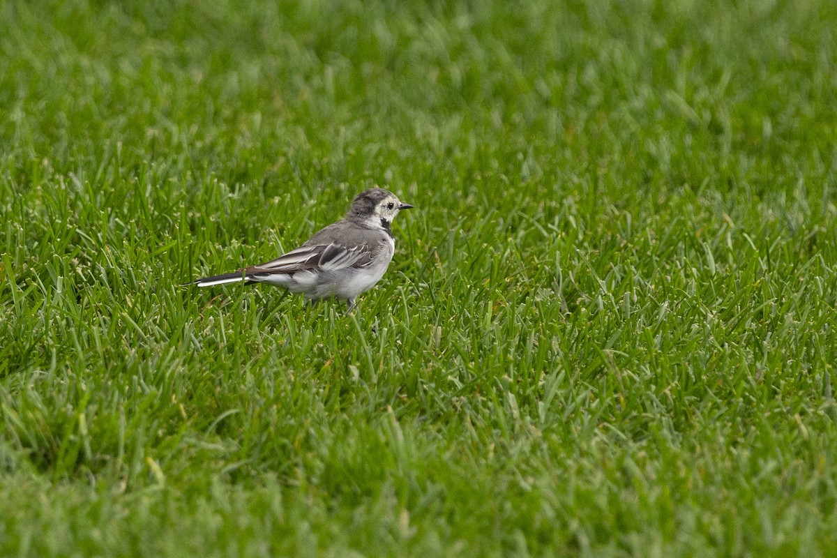 White Wagtail (White-faced) - Steven Dammer