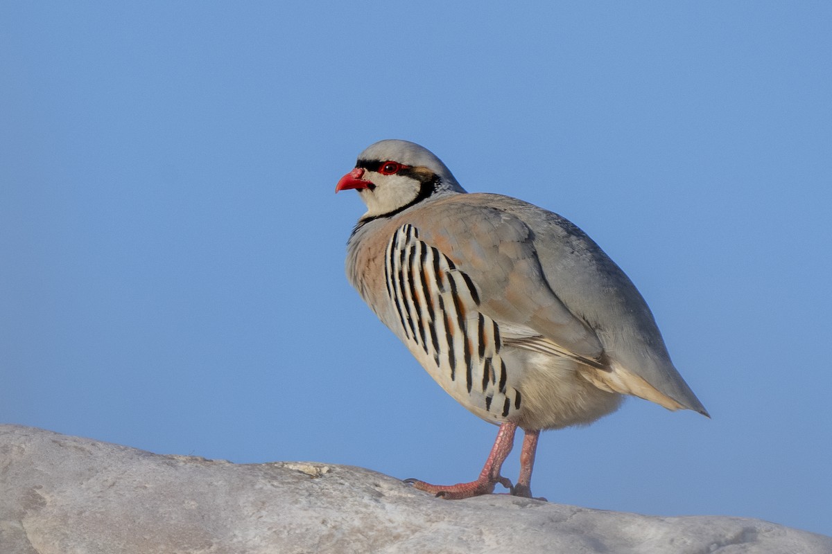 Chukar - Steven Hunter