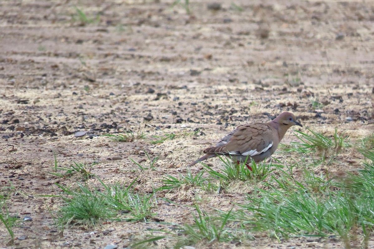 White-winged Dove - Catherine Boisseau