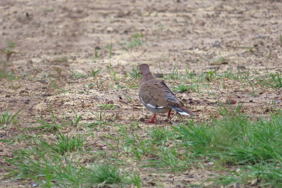 White-winged Dove - Catherine Boisseau