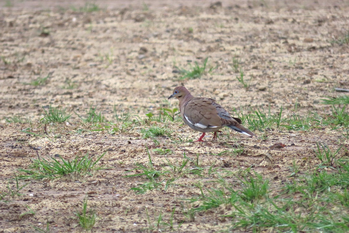 White-winged Dove - Catherine Boisseau