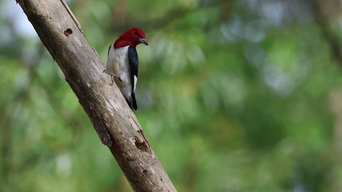 Red-headed Woodpecker - Anthony Marella