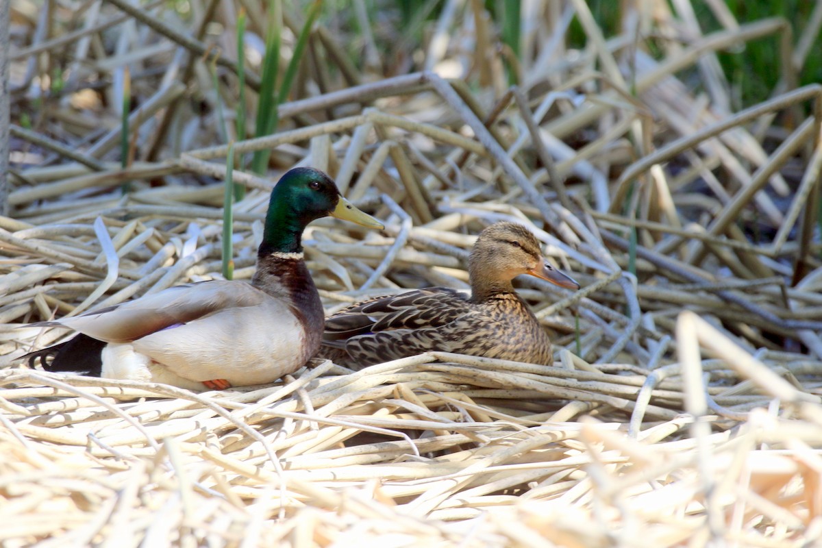 Mallard - Angela Conry