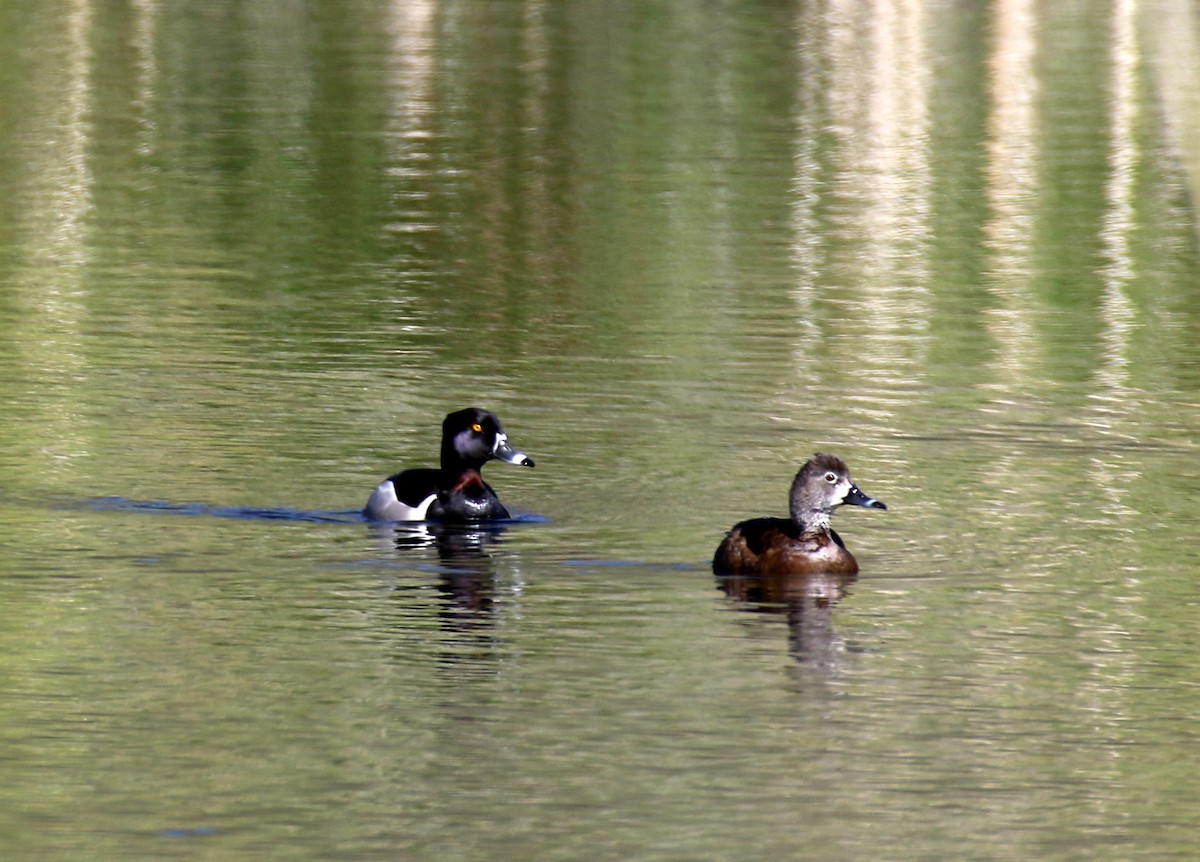 Ring-necked Duck - Angela Conry