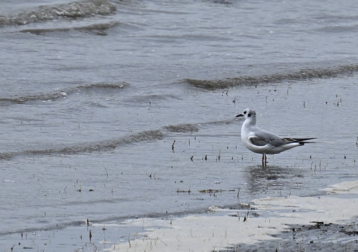 Bonaparte's Gull - ML619256272