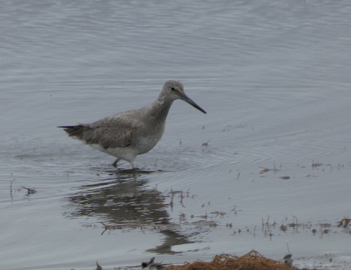 Willet - Derek Dunnett