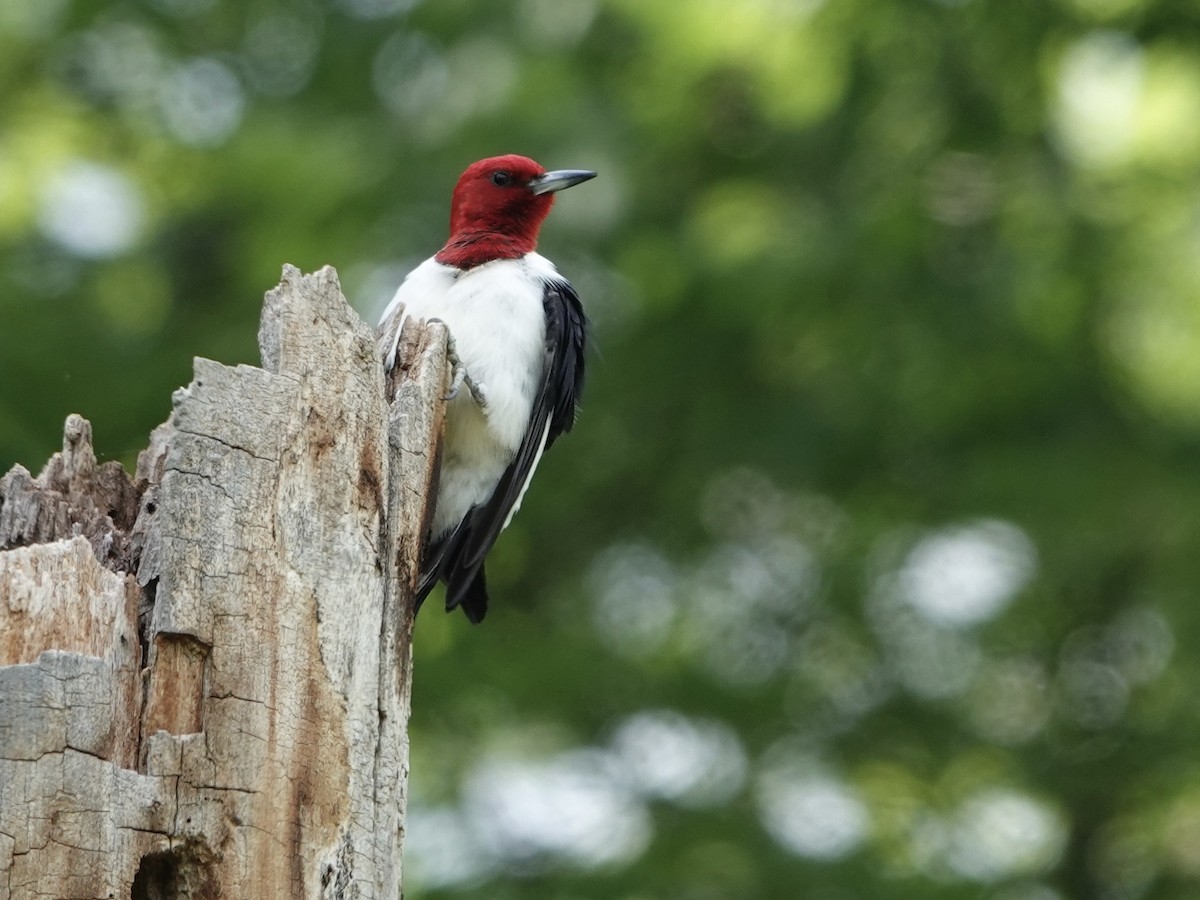Red-headed Woodpecker - ML619256275