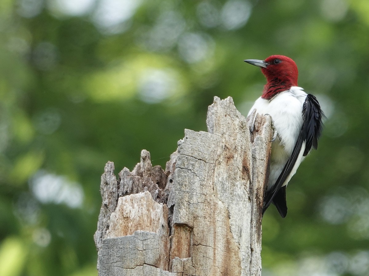 Red-headed Woodpecker - ML619256276