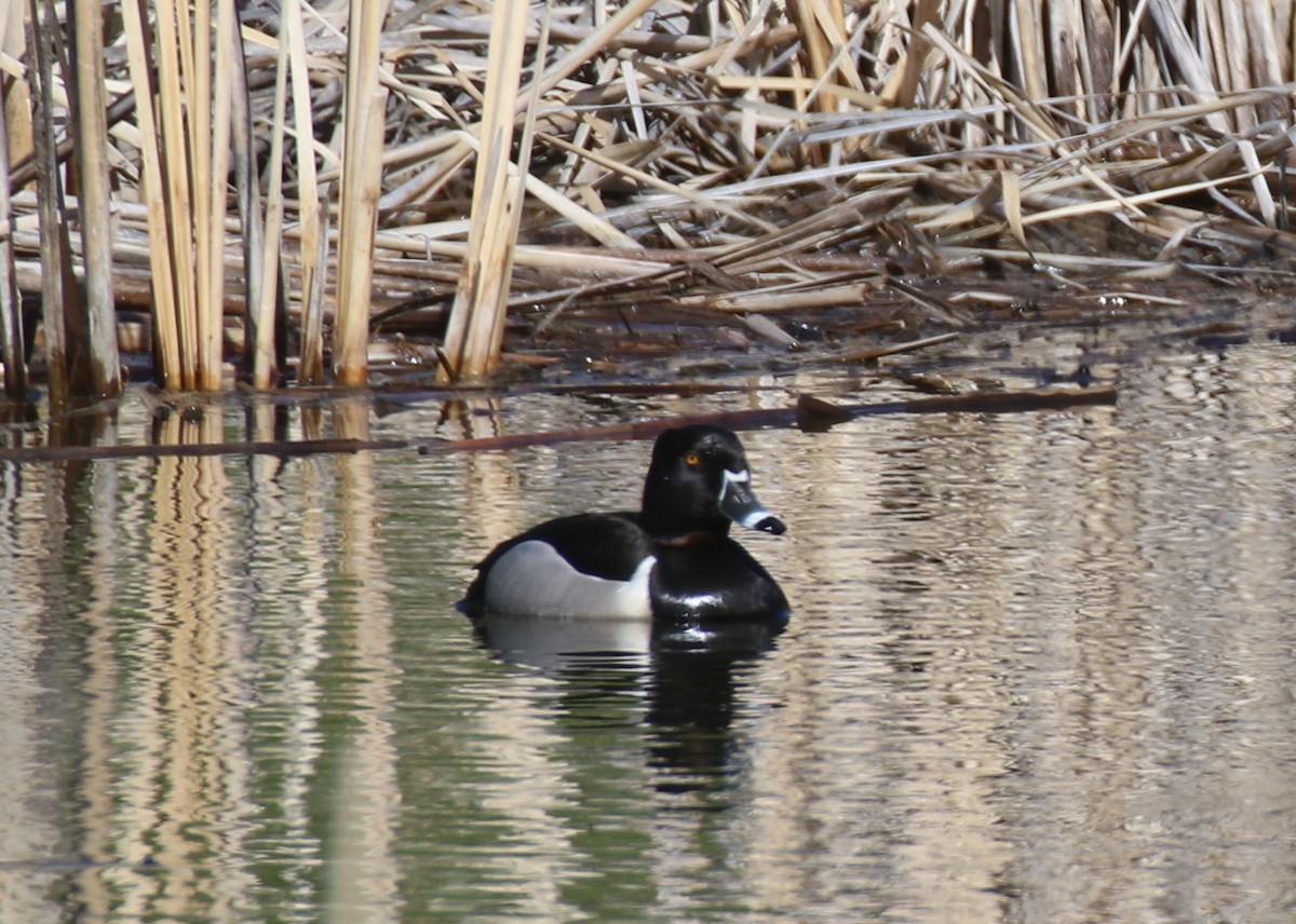 Ring-necked Duck - Angela Conry