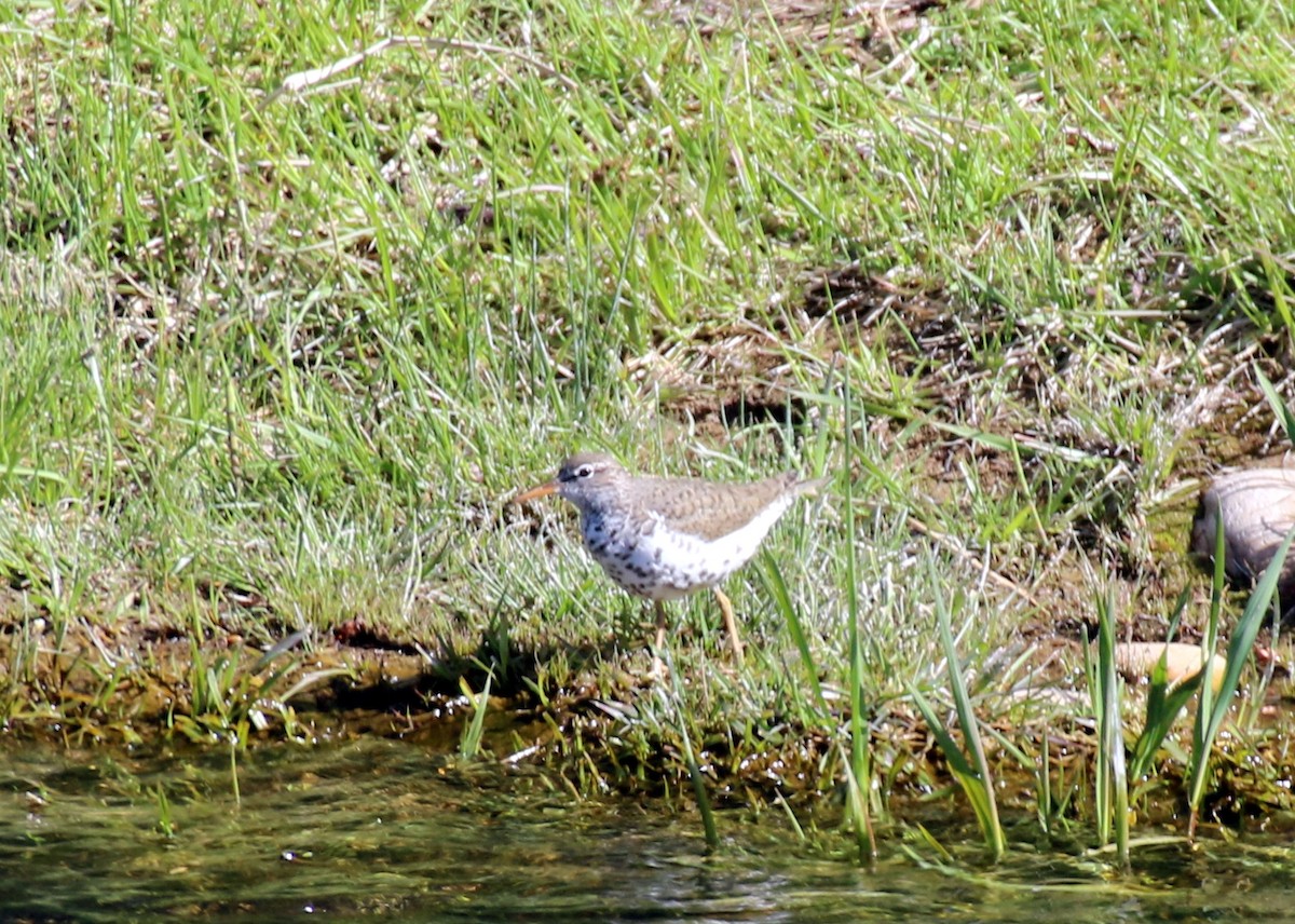 Spotted Sandpiper - Angela Conry