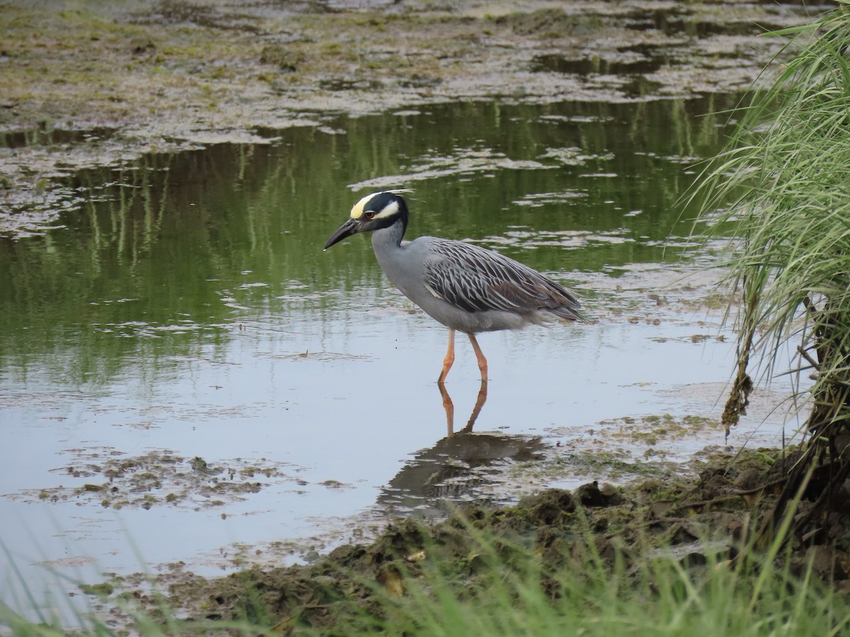 Yellow-crowned Night Heron - John Gaglione