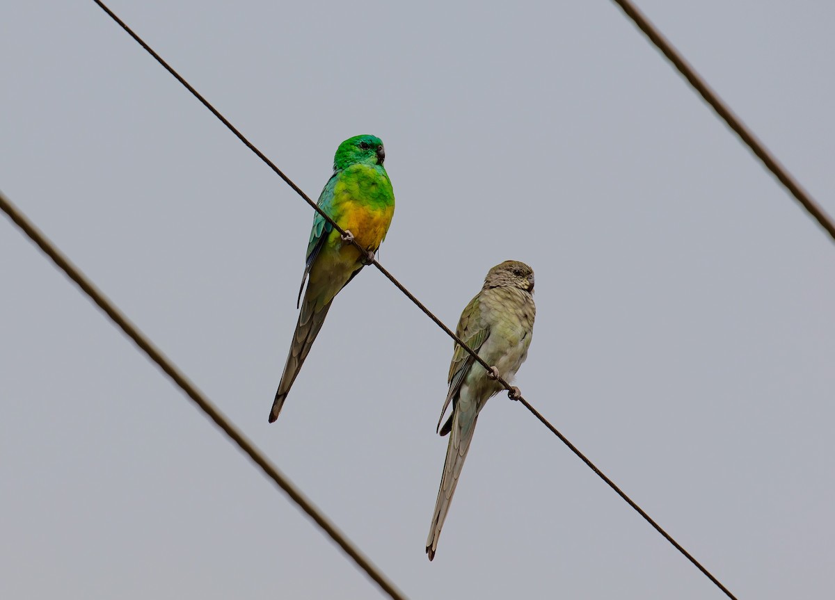 Red-rumped Parrot - Hickson Fergusson