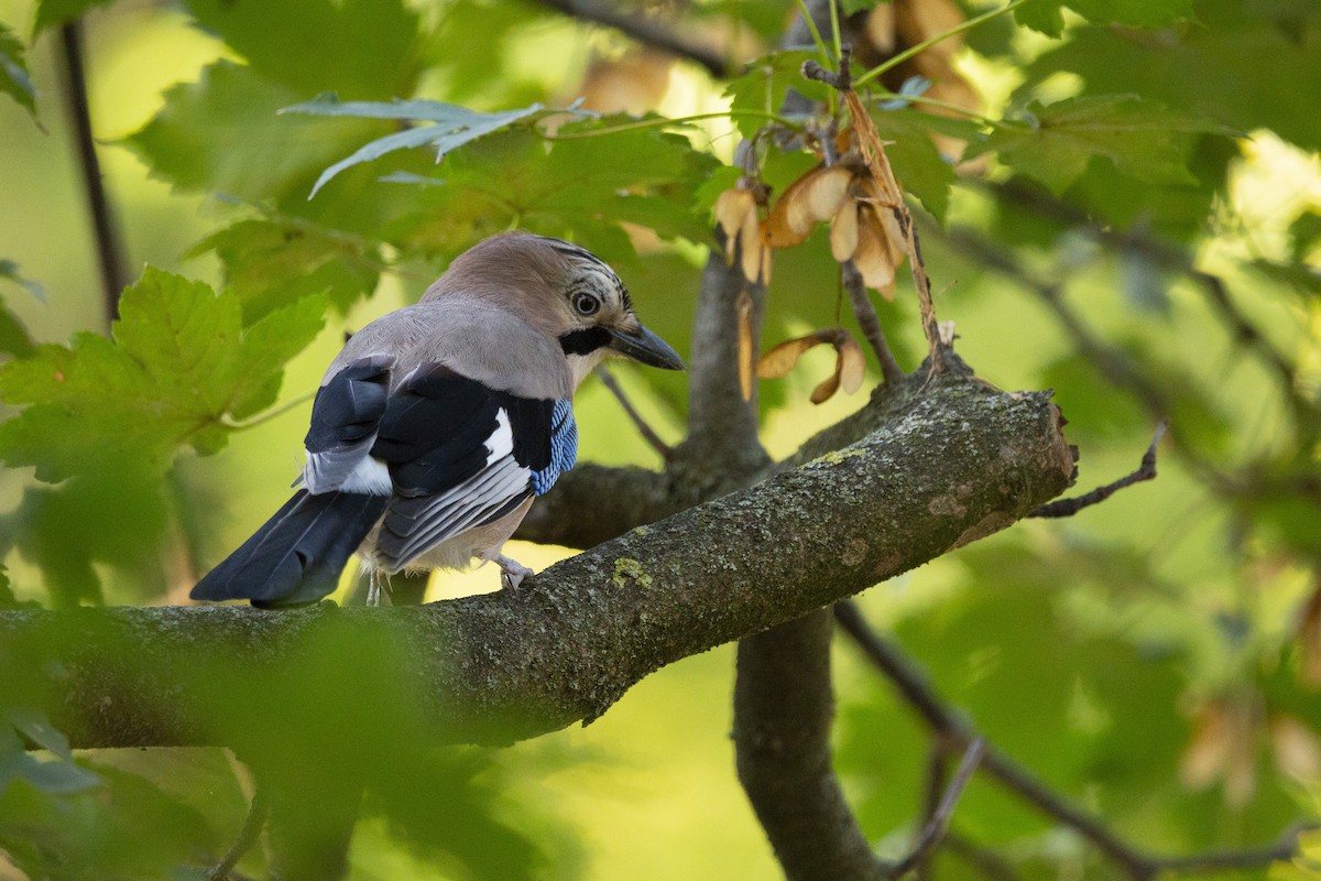 Eurasian Jay - Steven Dammer