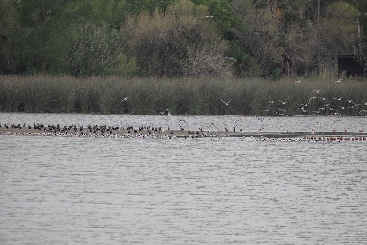 Cormorán Biguá - ML619256308