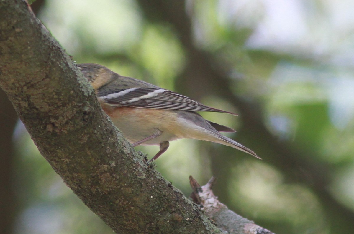 Bay-breasted Warbler - ML619256309