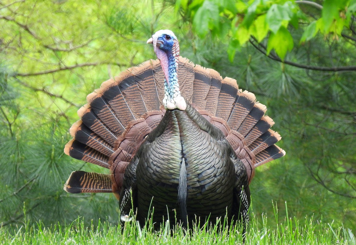 Wild Turkey - Cristina Hartshorn