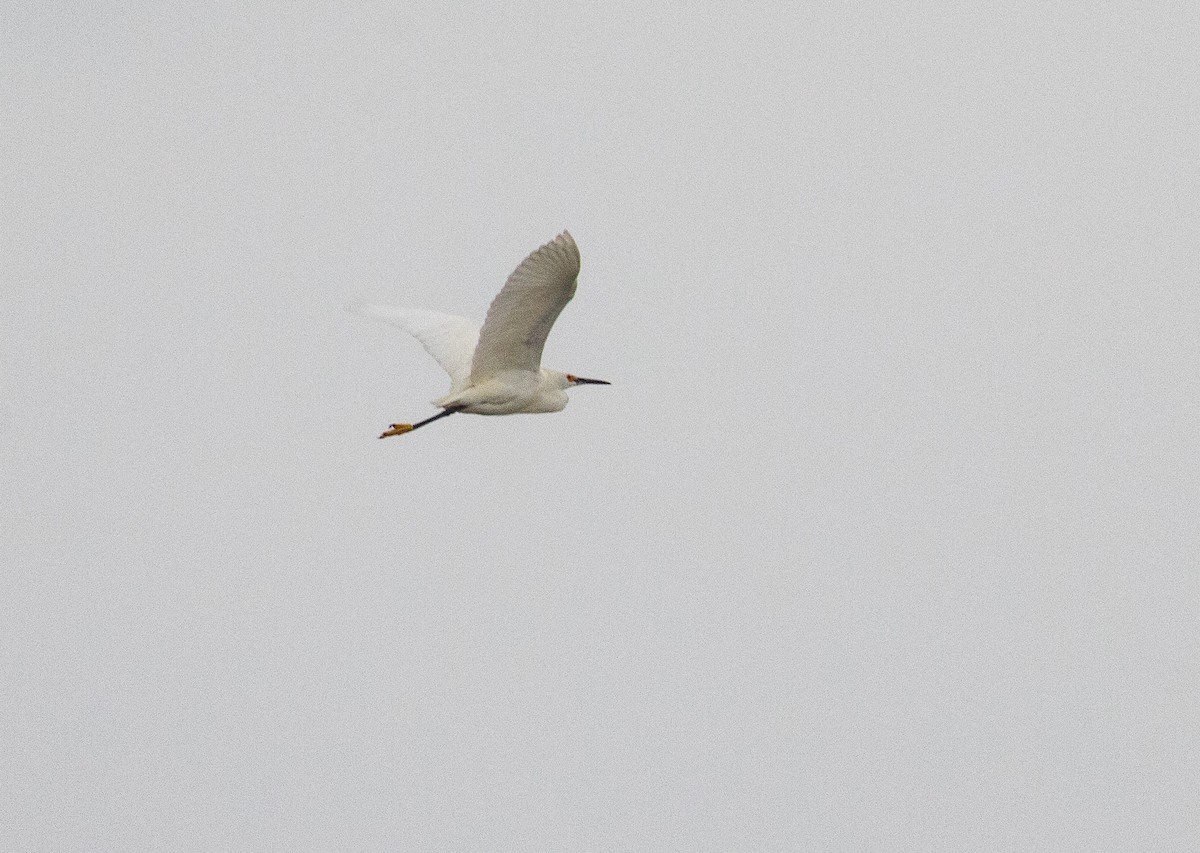 Snowy Egret - ML619256344