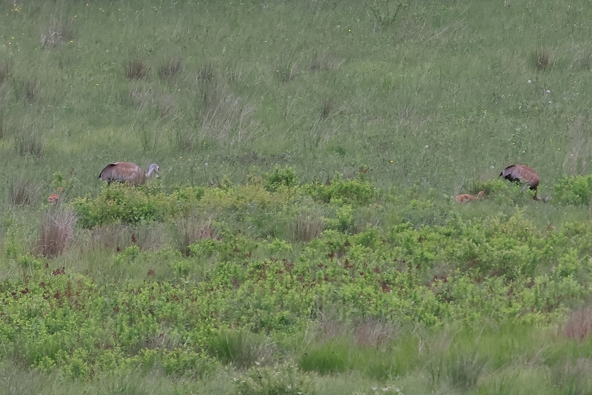 Sandhill Crane - John Mercer