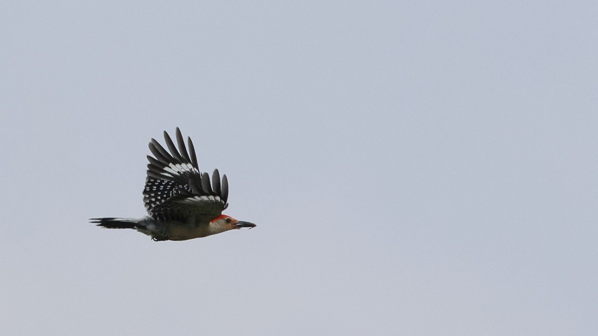 Red-bellied Woodpecker - Anthony Marella