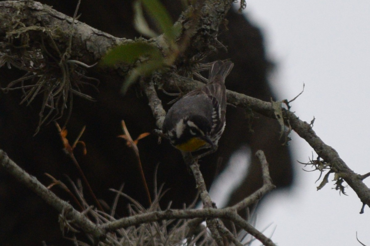 Yellow-throated Warbler - ML619256368