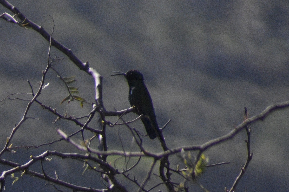 Sparkling Violetear - Santiago Bolarte