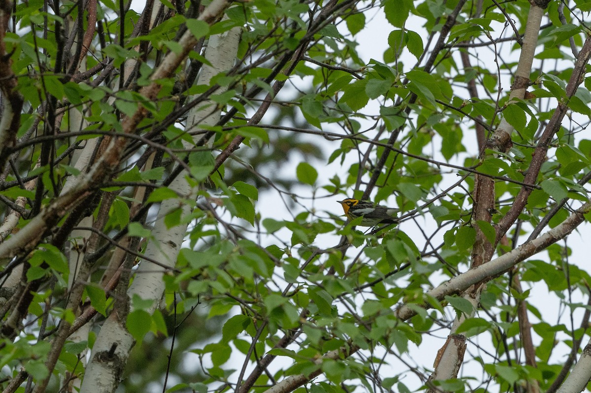 Blackburnian Warbler - Coleen Lawlor